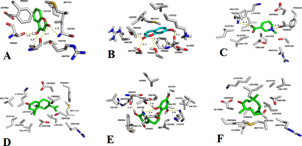 Interaction of 7-Hydroxycoumarine (A),4- Hydroxycoumarine (B), Nootkatone (C), Arecoline (D), Zerumbone (E), and Phloretin(F) with HER2 Kinase.