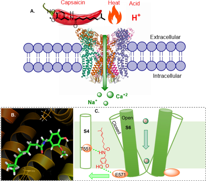 Overall mechanism of TRPV1 activation by capsaicin A. Activation of TRPV1 channel, B. Docked pose of capsaicin at the binding pocket of open state TRPV1 structure (PDB ID: 7LR0), C. Cartoon summarizing capsaicin binding and opening of TRPV1 channel.