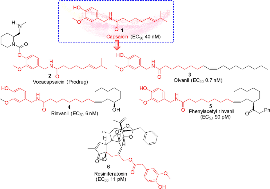 Capsaicin based TRPV1 agonists under clinical development.