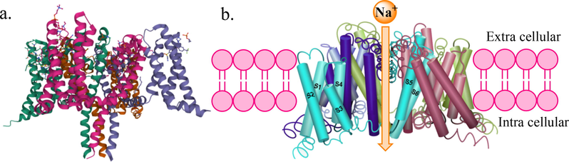 (a) Crystal structure of human voltage-gated sodium channel Nav1.7 showing the α subunit which folds to four homologous repeats, each containing six transmembrane helices designated S1-S6 (PDB ID: 6J8J). (b) Side view of the open-channel conformation showing channel pores.