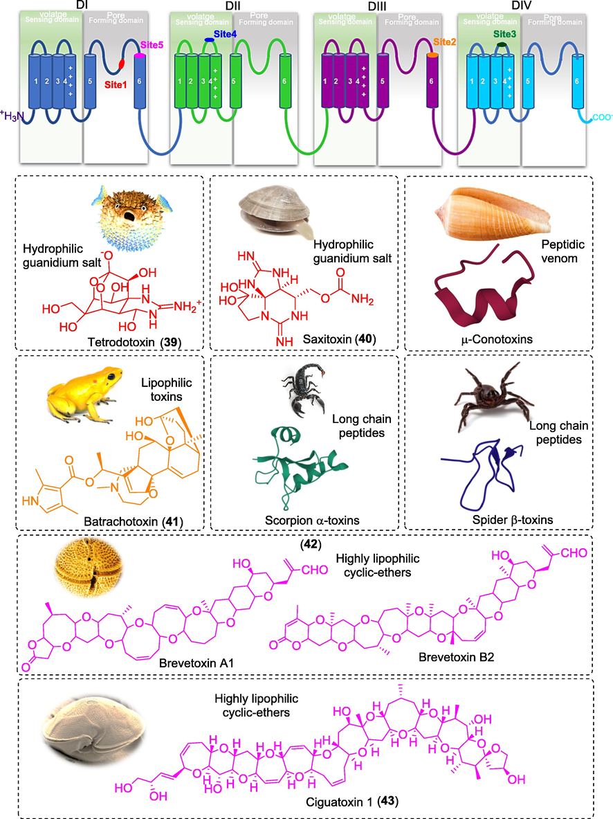 Figure showing the trans-membrane diagram of α-subunit of Nav channel with their binding sites ligands.