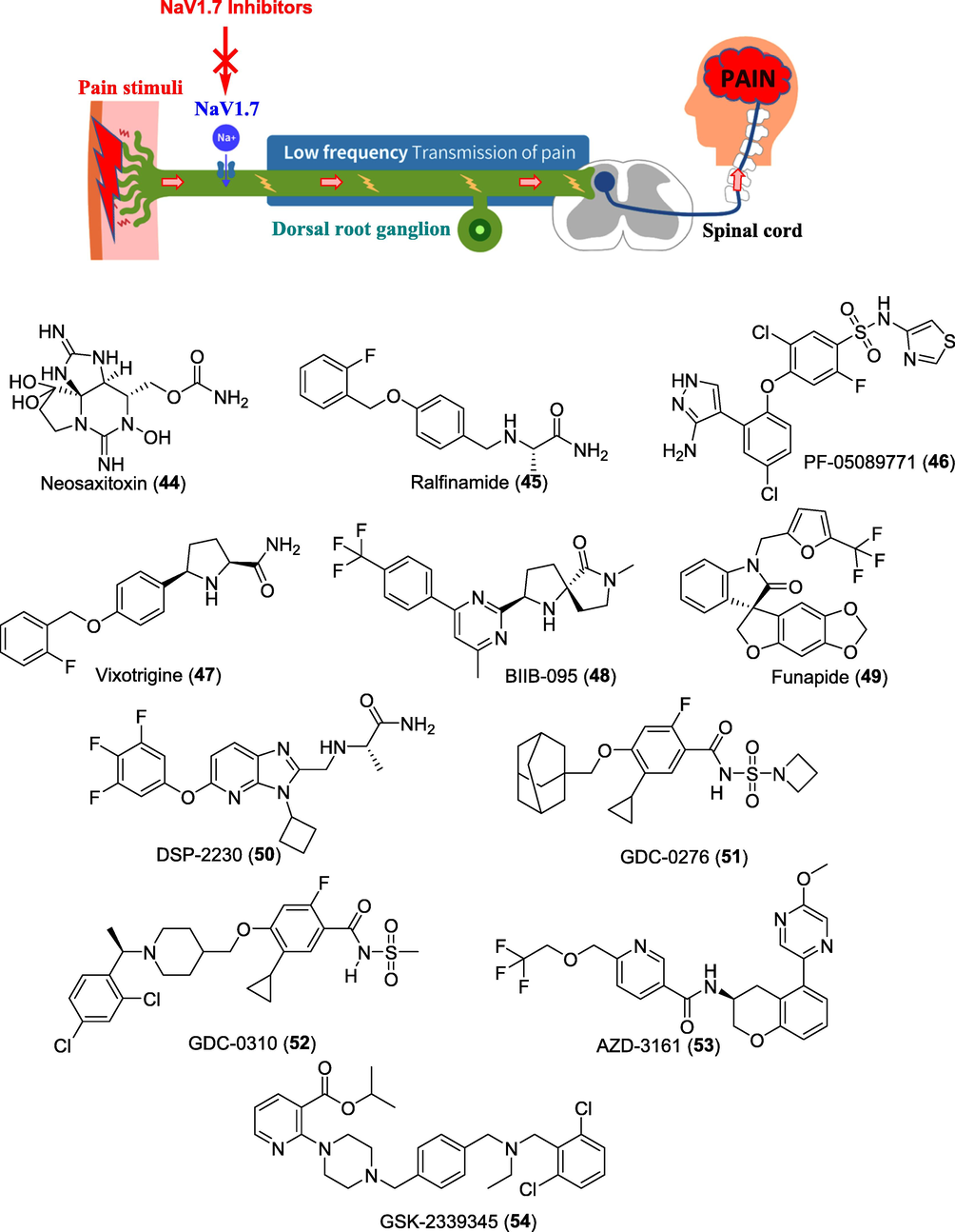 Figure showing role of Nav1.7 inhibitors in treating pain and potential clinical candidates.