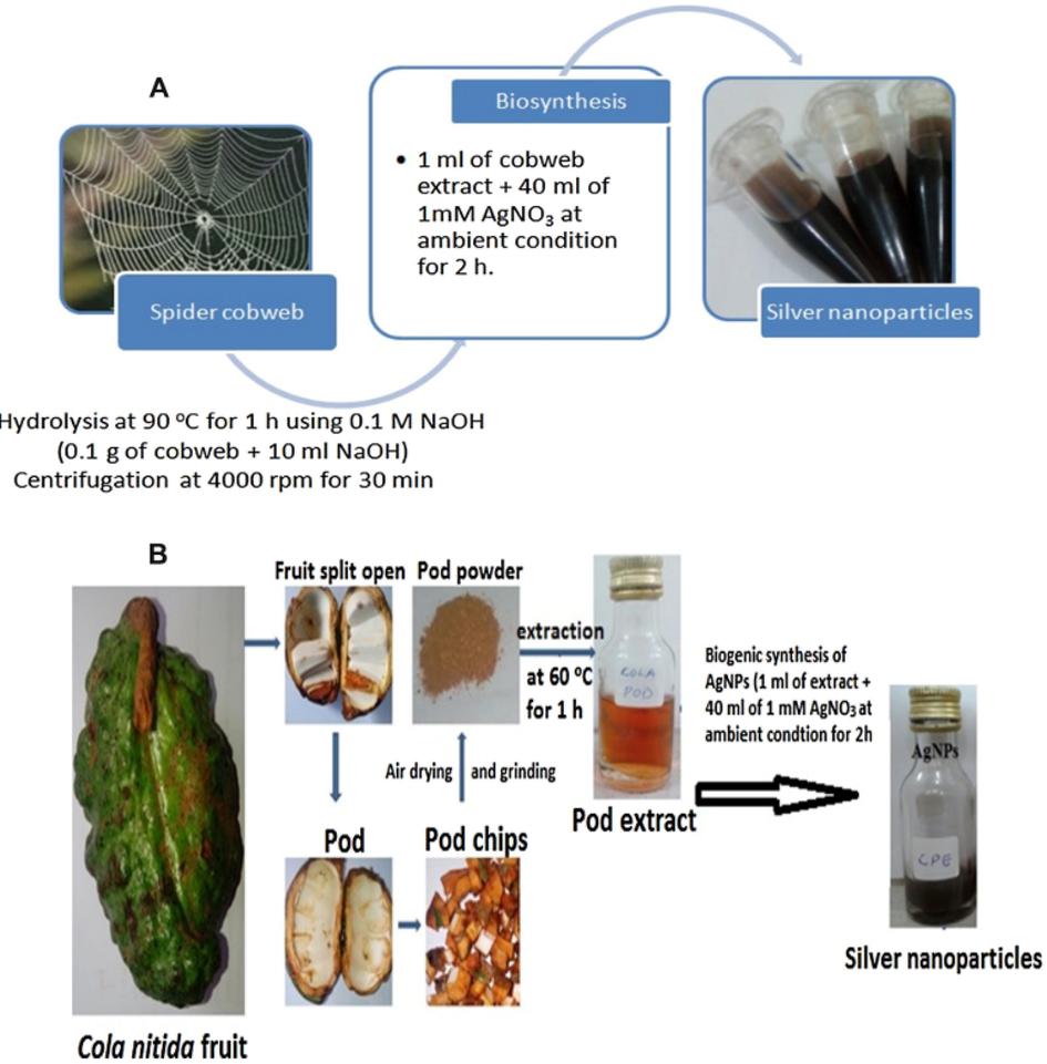 Schematic representation for the preparation of silver nanoparticles from cobweb (A) and Cola nitida fruit (B) (Olajire et al., 2017).