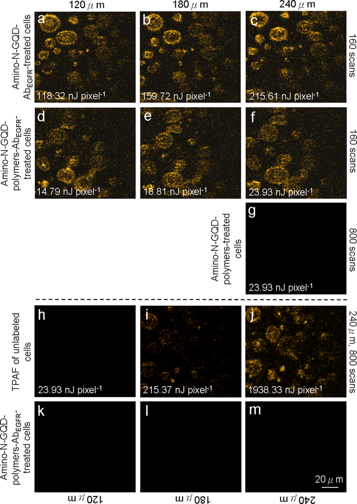 TPL images (gray level) of (a–c) cells treated with amino-N-GQD-AbEGFR recorded at depths of 120–240 μm with total TPE power increments of 118.32 to 215.61 nJ pixel−1 over 160 scans. (d–f) Cells treated with amino-N-GQD-polymer composites-AbEGFR subjected to TPE at 14.79–23.93 nJ pixel−1 over 160 scans. (g) Cells treated with amino-N-GQD-polymer composites without antibody coating were indistinct under TPE at 23.93 nJ pixel−1 (800 scans) at a 240-μm depth. TPAF images of unlabeled (untreated) cells under TPE at (h) 23.93, (i) 215.61, and (j) 1938.33 nJ pixel−1 (number of scans: 800; EX: 980 nm). (k–m) Images of amino-N-GQD-polymer composites-AbEGFR-treated cells at a constant depth and 10-mW excitation power under OPE (808 nm CW laser diode). Material dose: 1 μg mL−1.