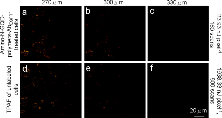 (a–c) TPL images (pseudo-color level) of cells treated with amino-N-GQD-polymer composites and (d–f) TPAF images of unlabeled cells at various depths (with a consistent depth increment from 270 to 330 μm) at power levels of 23.93 and 1938.33 nJ pixel−1 (160 and 800 scans, respectively) under TPE (Ex: 980 nm). Material dose: 1 μg mL−1.