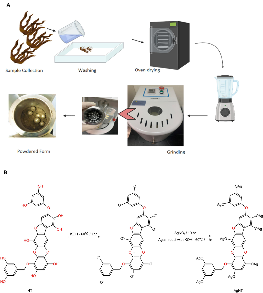 (A) Post-sampling washing and grinding of HT, and (B) Reaction of AgNO3 with HT to synthesize AgHT.