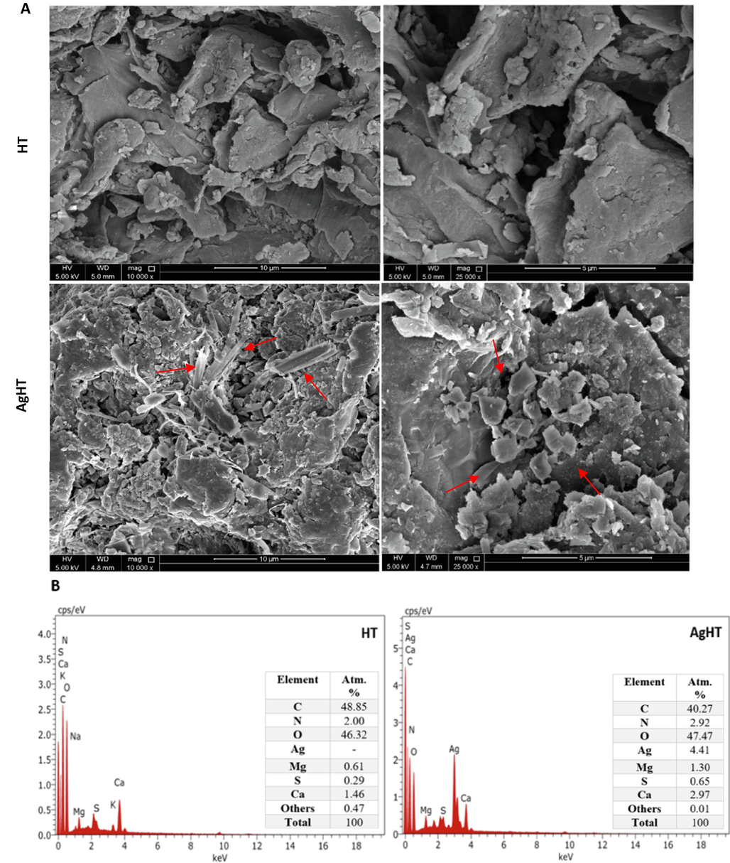 (A) SEM images of HT (top) and AgHT (Bottom), and (B) EDX of HT (left) and AgHT (right).