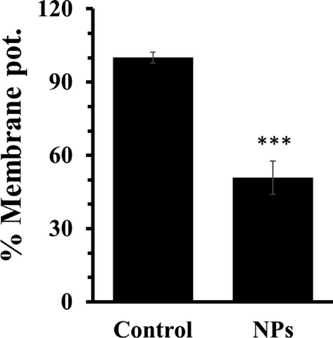 Analysis of MMP after incubation of AGS cells with IC50 concentrations of ZnO NPs for 24 h. Each data reported as the mean ± SD of three experiments. ***p < 0.001.