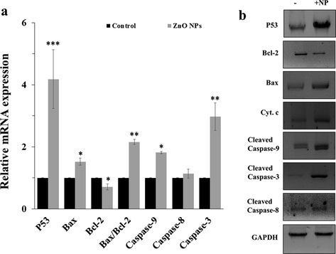 (a) mRNA expression assay and (b) protein expression assay after incubation of AGS cells with IC50 concentrations of ZnO NPs for 24 h as determined by quantitative real time PCR and western blot analyses, respectively. Each data reported as the mean ± SD of three experiments. *p < 0.05, **p < 0.01, ***p < 0.001.