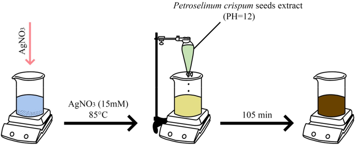 The stages of formation of silver nanoparticles using Petroselinum crispum seed extract.