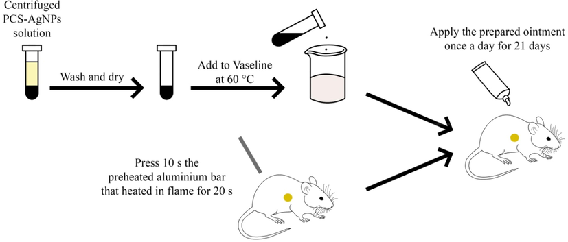 Scheme of the in vivo experimental methodology.