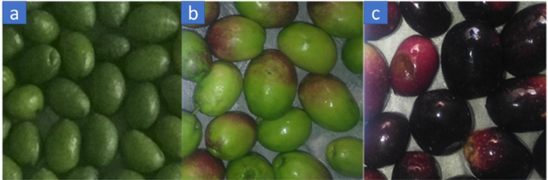 Olive fruits of BZ1: a; unripen, b: semi-ripen, c: fully-ripen.