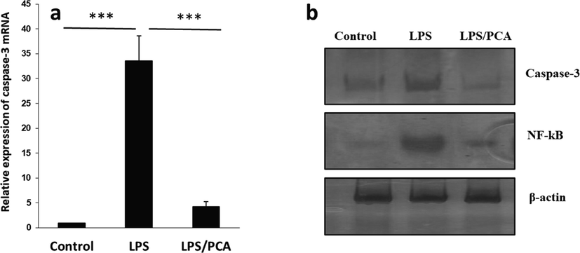 (a) Effects of PCA on the expression of caspase-3 mRNA induced by LPS in type II AECs. (b) Western blot assay for the expression of caspase-3 and NF-κB. The cells were treated with LPS (10 µg/mL) or co-incubated with LPS (10 µg/mL) and PCA (20 µM) for 24 h. Data are presented as mean ± SD. ***P < 0.001 in comparison with the control group.