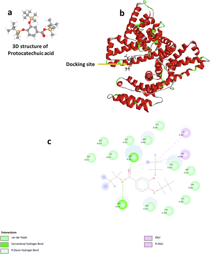 Molecular rocking study of PCA interaction with HSA. (a) The 3D structure of PCA, (b) docking of HSA and PCA, and (c) the amino acid residues involved in the binding site.