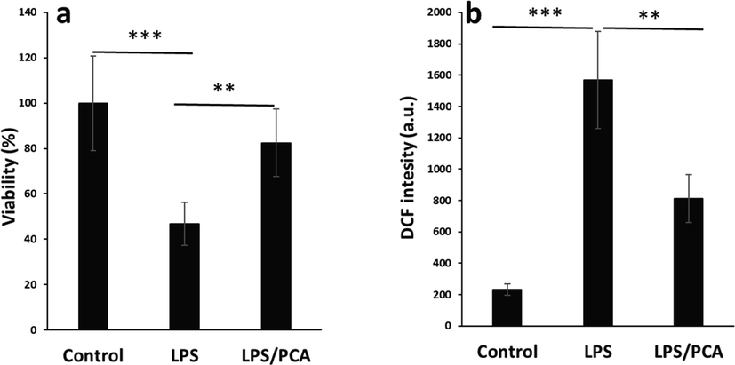 Effects of PCA on the cytotoxicity and ROS production induced by LPS in type II AECs. (a) MTT assay, (b) ROS assay. The cells were treated with LPS (10 µg/mL) or co-incubated with LPS (10 µg/mL) and PCA (20 µM) for 24 h. Data are presented as mean ± SD. **P < 0.01, ***P < 0.001 in comparison with the control group.