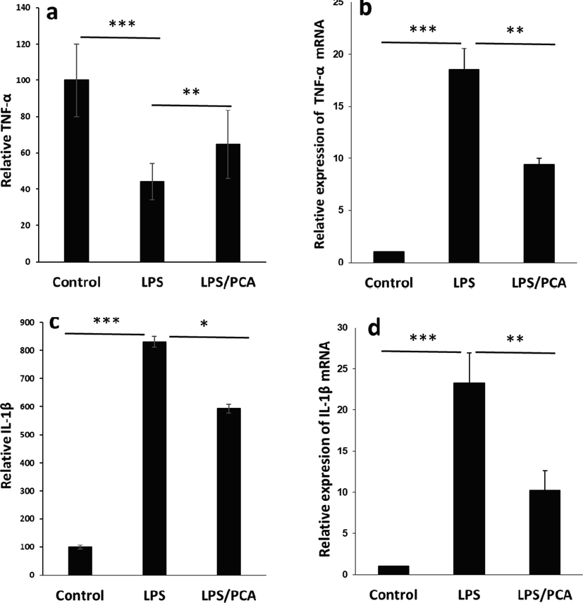 Effects of PCA on the release and expression of pro-inflammatory mediators induced by LPS in type II AECs. (a) Relative TNF-α release assessed by ELISA assay, (b) Relative TNF-α mRNA expression assessed by real-time PCR assay, (c) Relative IL-1β release assessed by ELISA assay, (d) Relative IL-1β mRNA expression assessed by real-time PCR assay. The cells were treated with LPS (10 µg/mL) or co-incubated with LPS (10 µg/mL) and PCA (20 µM) for 24 h. Data are presented as mean ± SD. *P < 0.05, **P < 0.01, ***P < 0.001 in comparison with the control group.