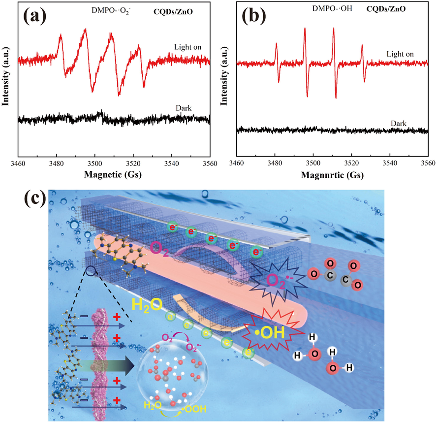 (a-b) DMPO spin-trapping ESR spectra of CQDs/ZnO composite array in water (a) and methanol (b) under visible light irradiation; (c) a diagrammatic representation of the photochemical catalysis mechanism for CQDs/ZnO composite array on steel wire mesh.