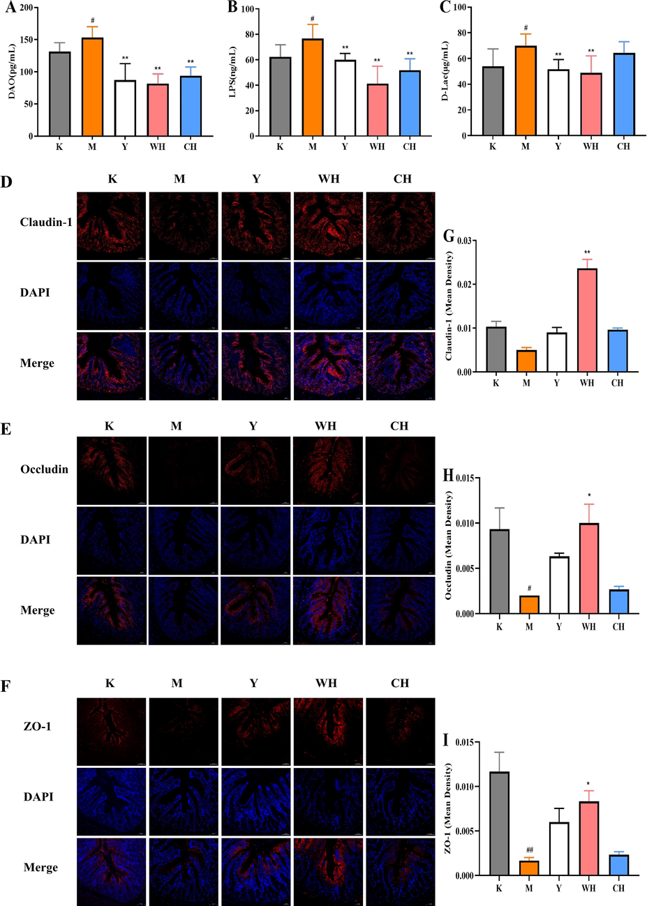 Recovery effect of WG on intestine barrier structure. (A) Concentration of DAO in serum. (B) Concentration of LPS in serum. (C) Concentration of D-Lac in serum. (D) Immunofluorescence of claudin-1. (E) Immunofluorescence of occludin. (F) Immunofluorescence of ZO-1. (G) Relative fluorescence intensity of claudin-1. (H) Relative fluorescence intensity of occludin. (I) Relative fluorescence intensity of ZO-1. Note: Compared with the blank group (K), # represents significant difference (p < 0.05), and ## represents highly significant difference (p < 0.01) in the model group (M). Compared with the model group (M), * represents significant difference (p < 0.05), and ** represents highly significant difference (p < 0.01) in the drug administration group (Y, WH, and CH).