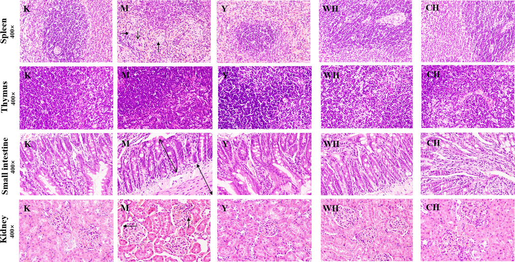 Histological lesions of the spleen, thymus, small intestine, and kidney in various groups of rats. Note: Peri-arterial lymphatic sheath ( ), inflammatory cells ( ), Bauer’s bursa luminal space ( ), splenic cord ( ), distance between small intestinal villi and intestinal wall ( ), and small intestinal villi ( ).