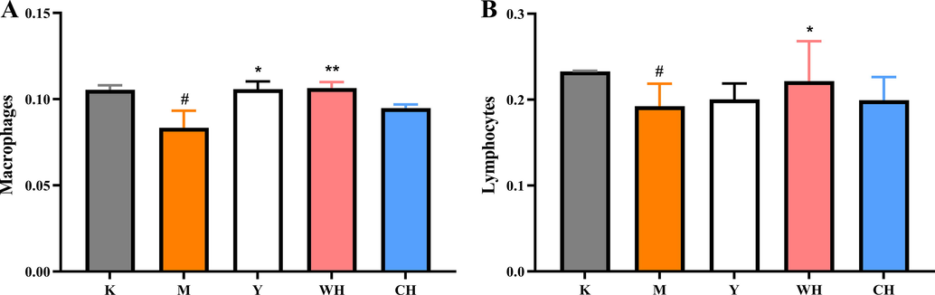 Immune cell activity: (A) phagocytic activity of macrophages and (B) proliferative activity of lymphocytes. Note: Compared with the blank group (K), # represents significant difference (p < 0.05), and ## represents highly significant difference (p < 0.01) in the model group (M); compared with the model group (M), * represents significant difference (p < 0.05), and ** represents highly significant difference (p < 0.01) in the drug administration group (Y, WH, and CH).