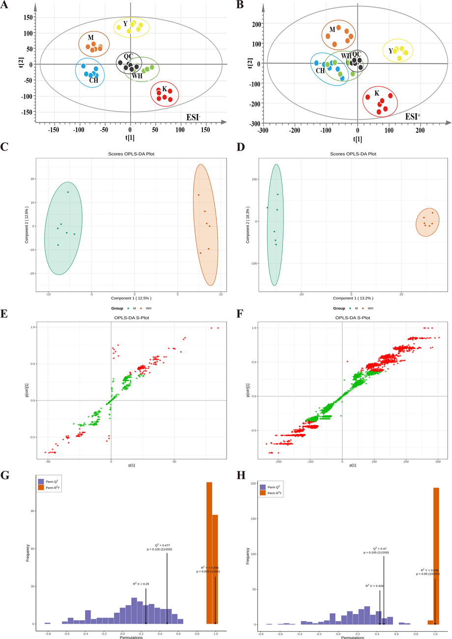 Rat fecal biomarkers in negative ion mode (ESI−): PCA score diagram (A), OPLS-DA score plot comparison between M and WH (B), s-plot (C), permutation (D); positive ion mode (ESI+), PCA score diagram (E), OPLS-DA score plot comparison between M and WH (F), s-plot (G), permutation (H). Note: Quality control (QC) samples, blank (K), model (M), positive control (Y), high-dose WG (WH) and high-dose CG (CH).