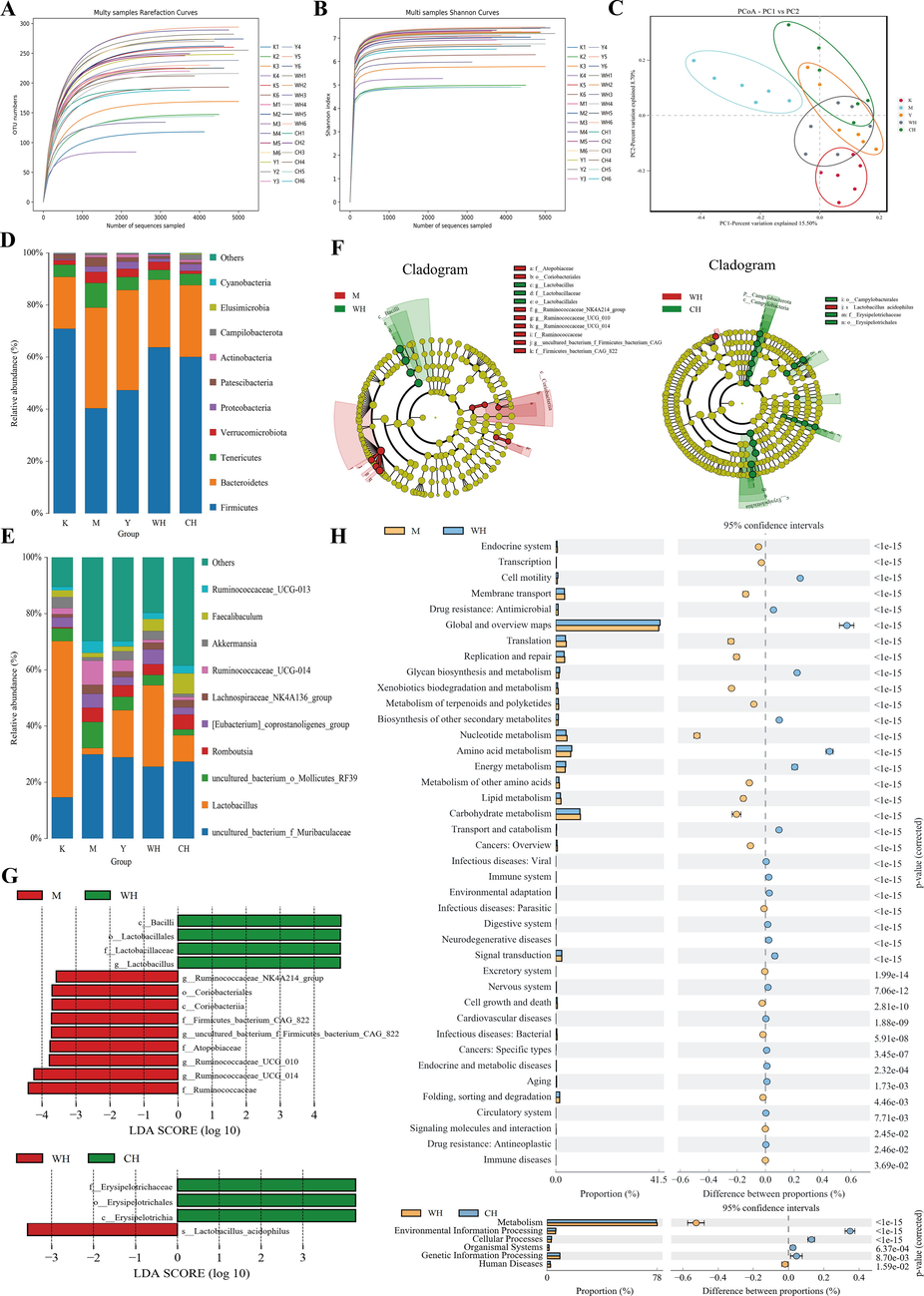 Groups of rat intestinal microorganisms: (A) dilution curve, (B) Shannon curve, (C) principal coordinate analysis, (D) species distribution at the phylum level, (E) species distribution at the genus level, (F) histogram of LDA value distribution, (G) evolutionary branching of LEfSe analysis and (H) KEGG functional gene prediction.
