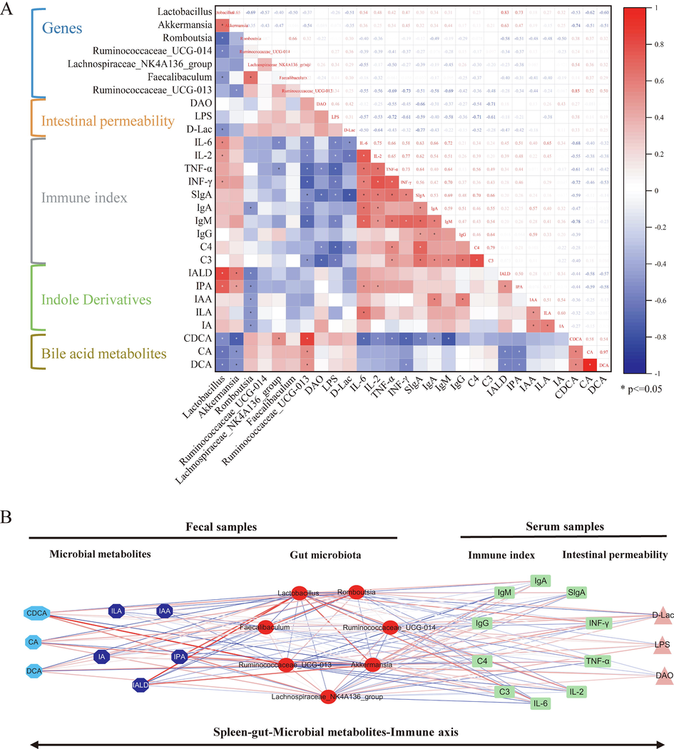 Correlation between probiotics reversed by WG and immune indicators, intestinal permeability and microbial metabolites: A, hot map; B, network diagram. Note: Indole-3-aldehyde (IA), indole-3-acetic acid (IAA), indole-3-propionic acid (IPA), indole-3-lactic acid (ILA), indole-3-acrylic acid (IALA), cholic acid (CA), chenodeoxycholic acid (CDCA), and deoxycholic acid (DCA).