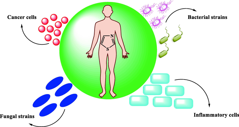 The thiazole ring has the characteristic of resisting the inflammatory cells of various bacterial and fungal strains, as well as all types of cancer cells, and it can even be used to treat these pathogens in industrial drugs. Therefore, the thiazole ring is a suitable protective medicine for humans from these pathogenic agents.