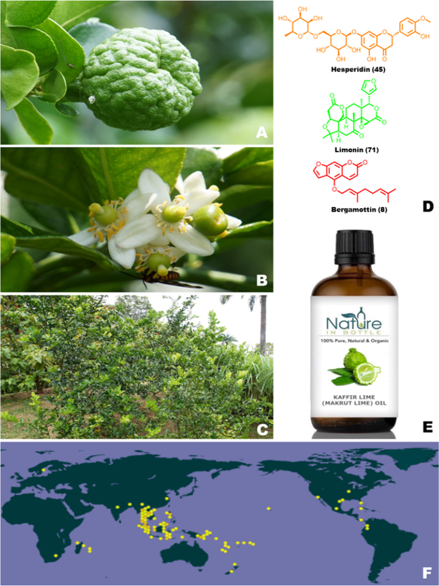 C. hystrix: (A) C. hystrix fruits; (B) flower of C. hystrix; (C) bushes of C. hystrix C. hystrix; (D) chemical structure of typical constituents from C. hystrix; (E) essential oil products containing C. hystrix; (F) distribution of P. chinensis (https://www.gbif.org/).