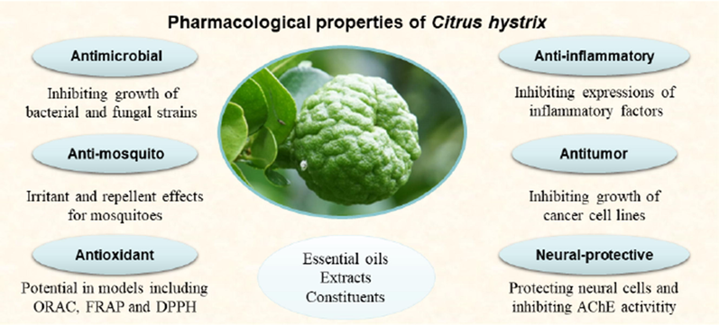 Pharmacological properties of C. hystrix.