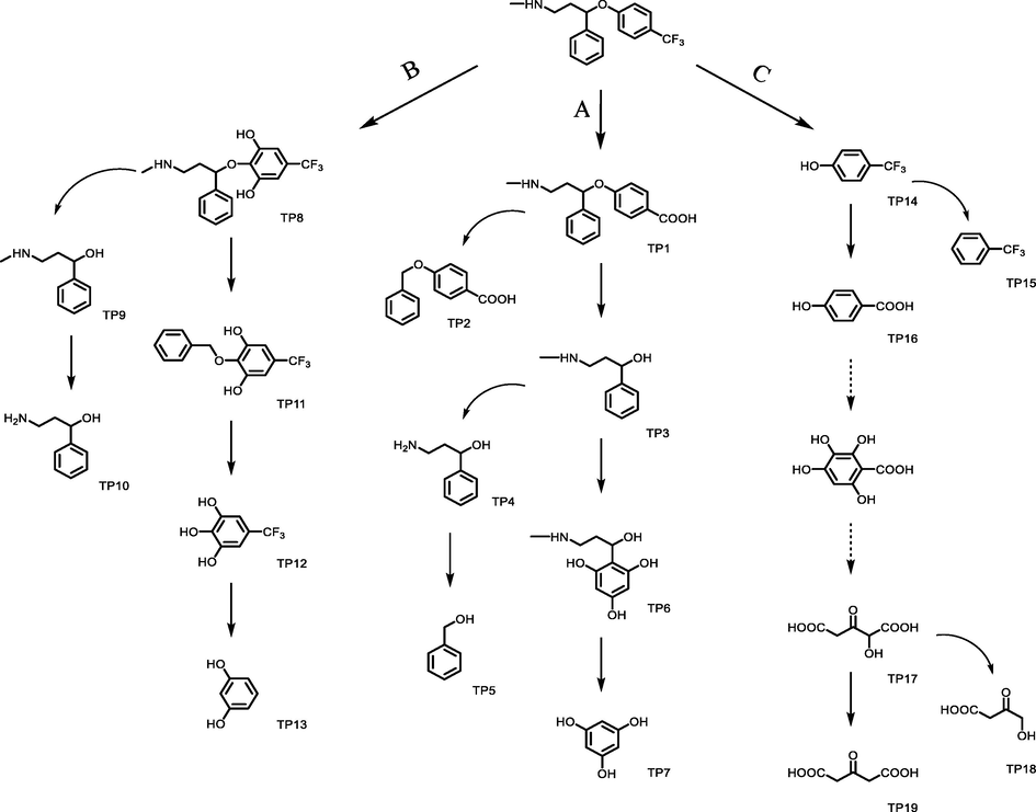 Proposed degradation pathways and transformation products in the degradation process.