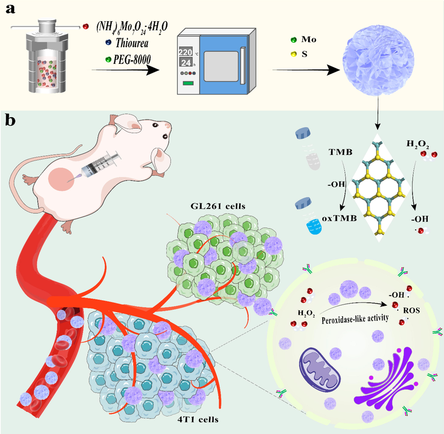 Schematic illustration of (a) one-pot hydrothermal approach to synthesize MoS2-PEG nanozymes and (b) MoS2-PEG nanozymes with peroxidase-like activity.