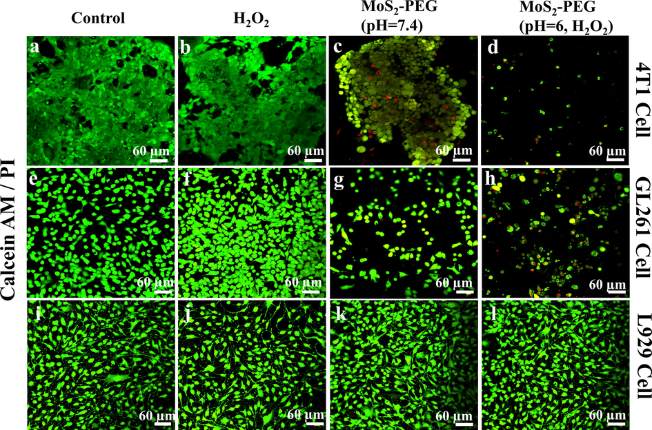 Confocal images for 4 T1 cells (a-d), GL261cells (e-h), and L929 cells (i-l) treated with MoS2-PEG nanozymes, H2O2, and their combination before Calcein-AM/PI cell-staining.