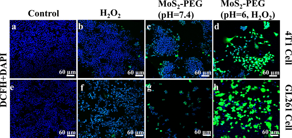 Confocal images for 4 T1 cells (a-d) and GL261 cells (e-h) stained by DCFH-DA.