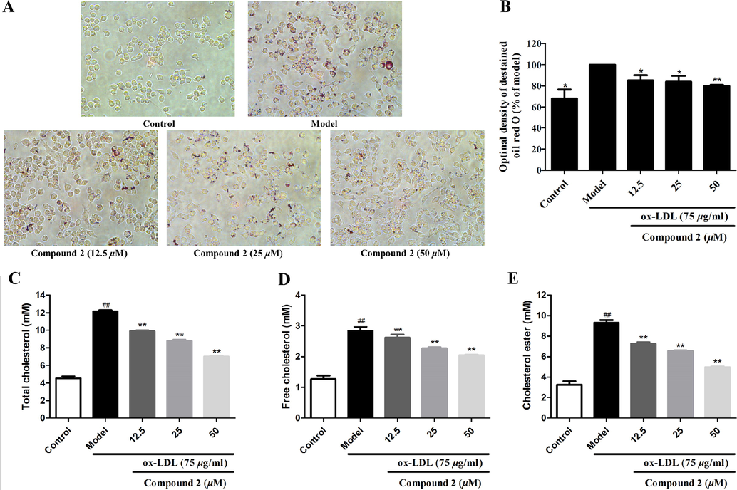 Inhibitory activity of compound 2 against ox-LDL-induced lipid accumulation in foam macrophages, and cholesterol content in normal cells and foam cells. (A) The extent of lipid loading was assessed by Oil red O staining. The magnification of each panel is × 400. (B) Intracellular lipid deposition. (C) Content of total cholesterol (TC). (D) Content of free cholesterol (FC). (E) Content of cholesteryl ester (CE). Data are shown as the mean ± SD (n = 3). *P < 0.05, **P < 0.01 vs. model group.