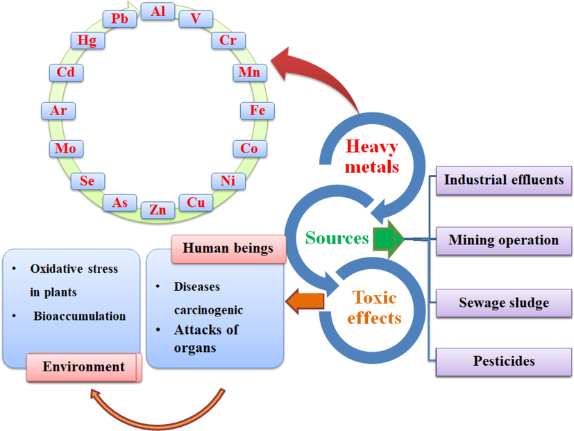 Some sources and toxic effects of common heavy metals.