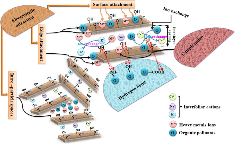 Adsorption mechanism of dyes and heavy metals at different locations on the surface of the clay.