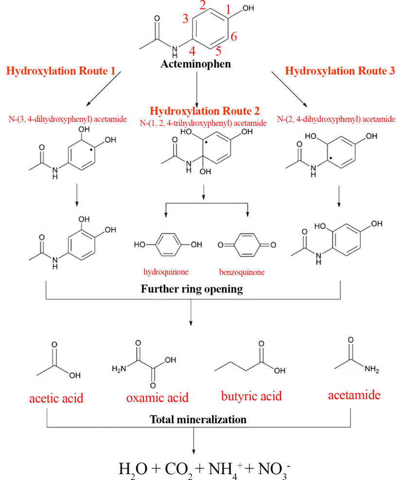 A plausible pathway for photocatalytic degradation of APAP.