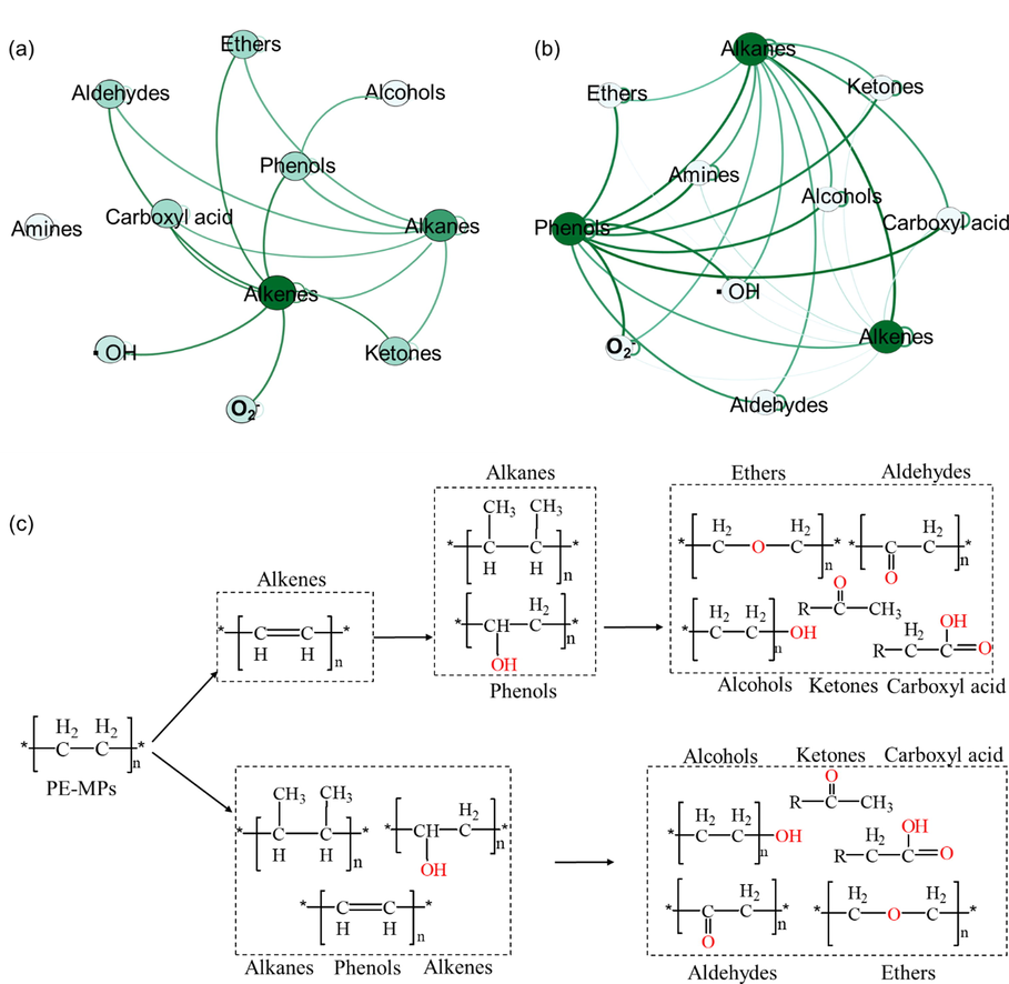 Co-occurrence network of the reactive oxygen species (▪OH and O2–) indices indicating the degradation products during the presence of FA (a) and HA (b). The differential intensities of the green connections in the visualized co-occurrence network represent significant correlations between the measured parameters. (c) Possible influence of HA and FA on the photodegradation pathway of PE-MPs.