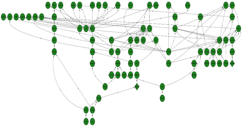 Protein factors participating in apoptosis obtained from Kegg server with hsa0410 pathway.