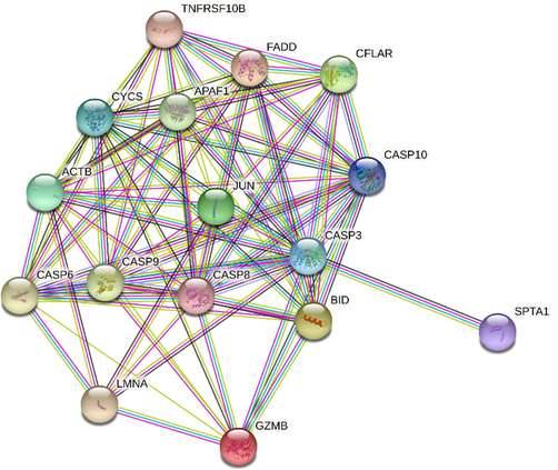 The final protein–protein interaction (PPI) network of the Caspas3, 8, and 9 with common genes that in apoptosis between GSE4651 and GSE10262 datasets.