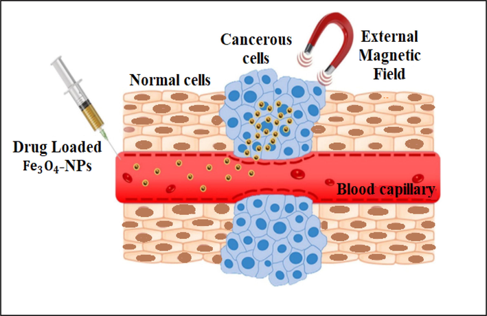 Schematic depiction of the mechanism for delivering drugs to specific organs (Pin et al. 2020).