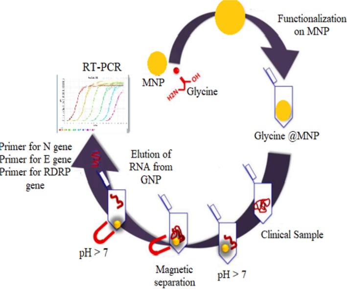 Illustration of the Magnetic Nanoparticle-Based Approach for SARS-CoV-2 RNA Detection and Diagnosis of COVID-19 (Prashant et al. 2022).