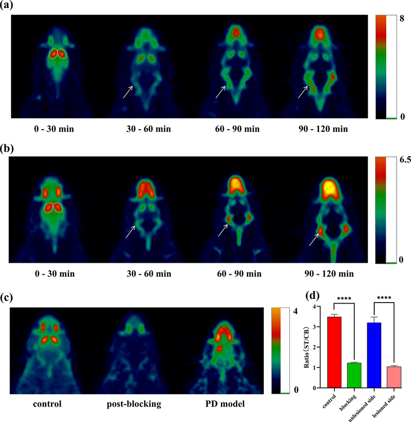 Coronal microPET images obtained from SD rats injected with [18F]4e (a) or [18F]6e (b) at 0–120 min. (c) Representative PET images of the control group, CFT blocking group and semi-PD model group at 40–70 min post injection. The striatum and lateral skull regions were highlighted with ellipses and arrows, respectively. (d) Quantification of PET of ST/CB. Data are expressed as mean ± sd (n = 3). ****P < 0.0001.