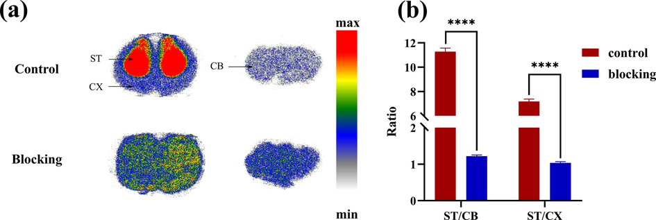 Ex vivo autoradiography of [18F]4e in control or blocking rat brain. ST: striatum, CB: cerebellum, CX: cortex. ****P < 0.0001 (n = 4).