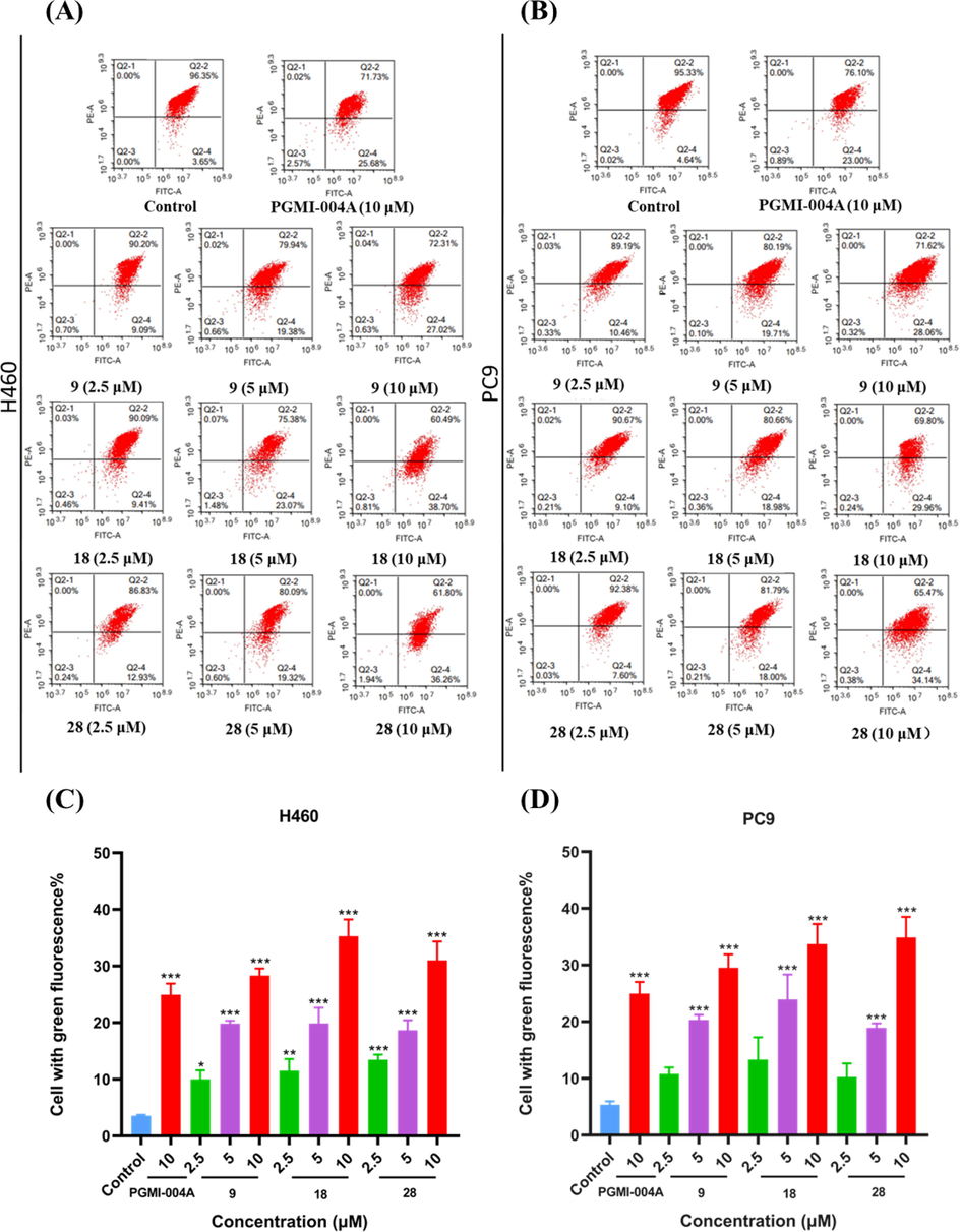 Effects of compounds on Mitochondria. (A) H460 cells were treated with compounds 9, 18 and 28 for 48 h. (B) PC9 cells were treated with compounds 9, 18 and 28 for 48 h. Data were expressed as mean ± SD (n = 3). ***P < 0.001, determined with Student’s t test. At least three independent experiments were done for each condition.