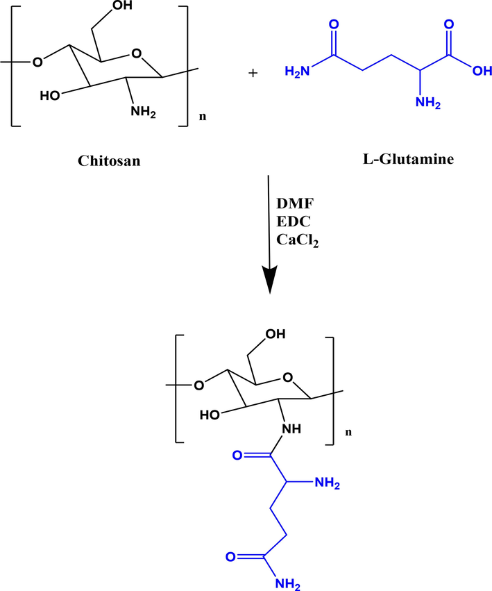 Schematic illustration for synthesis of chitosan-glutamine nano-conjugate.