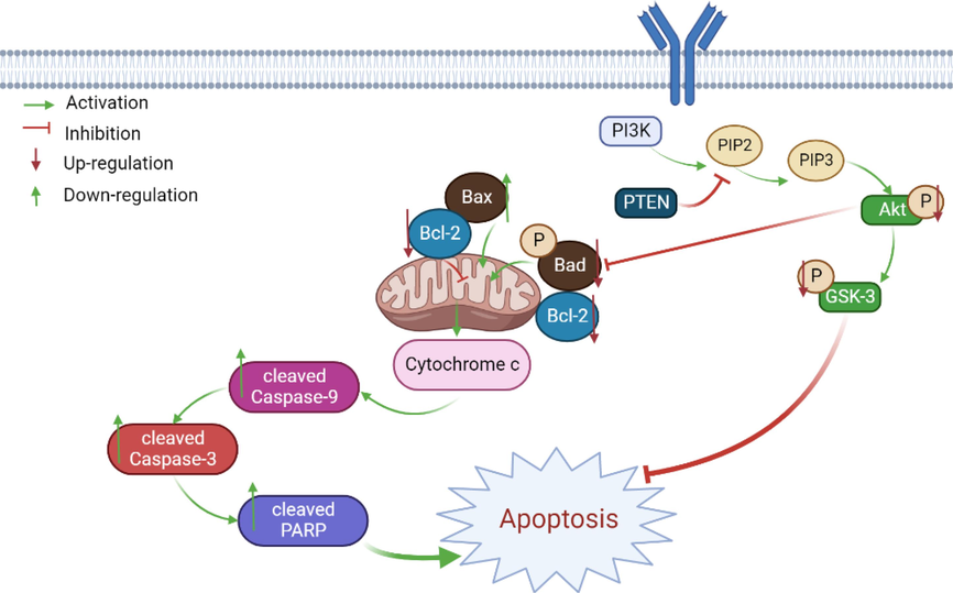 Schematic summary of the mechanisms of FF-EtOAc induced EC cell apoptosis in the present study.