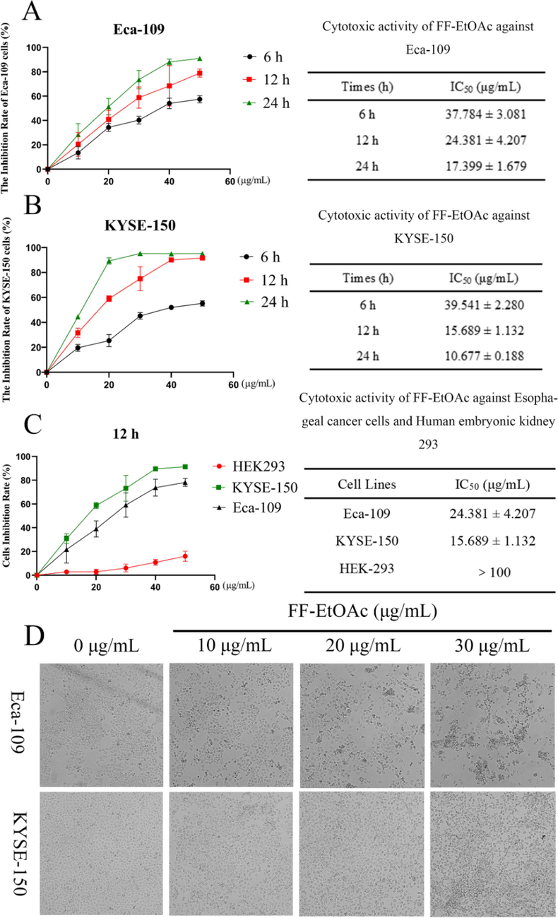 FF-EtOAc inhibited the development of EC cells. (A and B) MTT assays were used to determine Eca-109 and KYSE-150 cells inhibition rates and IC50 values after FF-EtOAc incubation for 6, 12, or 24 h (0, 10, 20, 30, 40, and 50 μg/mL). (C) MTT assays were used to determine Eca-109, KYSE-150 and HEK293 cells inhibition rates and IC50 values after FF-EtOAc incubation 12 h (0, 10, 20, 30, 40, and 50 μg/mL). (D) The morphology of two EC cells after incubation with FF-EtOAc (0, 10, 20, and 30 μg/mL) for 12 h.