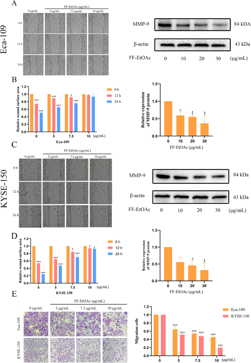 Cell migration in EC cells is inhibited by FF-EtOAc. (A and B) In order to determine the effect of FF-EtOAc on the migration of Eca-109 cells, scratch wound healing experiments and Western blotting using β-actin as an internal control were employed to evaluate the expression levels of cell metastasis-related proteins. (C and D) In order to determine the effect of FF-EtOAc on the migration of KYSE-150 cells, scratch wound healing experiments and Western blotting using -actin as an internal control were employed to evaluate the expression levels of cell metastasis-related proteins. (E) In Transwell chambers treated with FF-EtOAc for 24 h, Eca-109 and KYSE150 cells were added, and the number of migrating cells was then counted. The control was β-actin. *P < 0.05, **P < 0.01 or ***P < 0.001 compare to control.